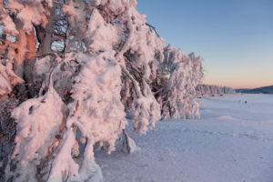 Winterlandschaft mit schneebedeckten Windbuchen bei Sonnenuntergang, Schauinsland, Schwarzwald, Baden-Württemberg, Deutschland Winterlandschaft mit schneebedeckten Windbuchen bei Sonnenuntergang, Schauinsland, Schwarzwald, Baden-Württemberg, Deutschland